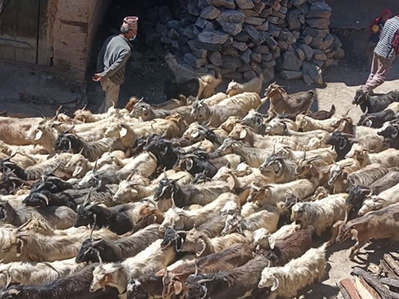 हुम्लामा एउटै खसीको मूल्य तीस हजार